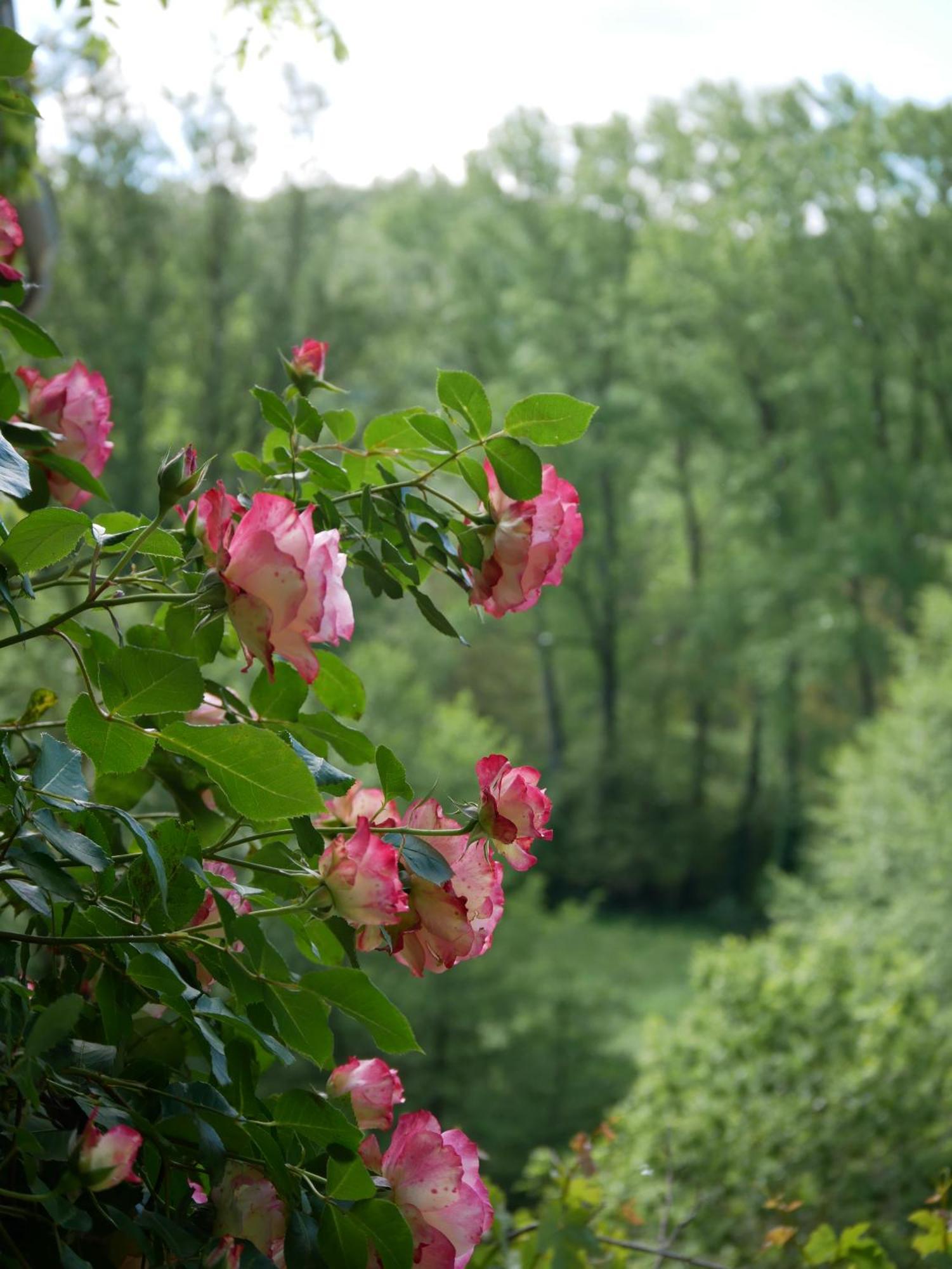 Les Jardins De Lumiere Bed & Breakfast Brusque Eksteriør bilde